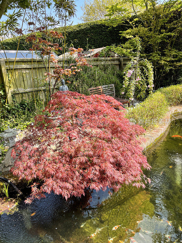 解剖的红色日本枫(Acer palmatum atropurpureum)与树枝悬垂红砖边弯曲的锦鲤池，水面的鱼池与白布图案，shubunkin金鱼游泳与大锦鲤，上升的视图